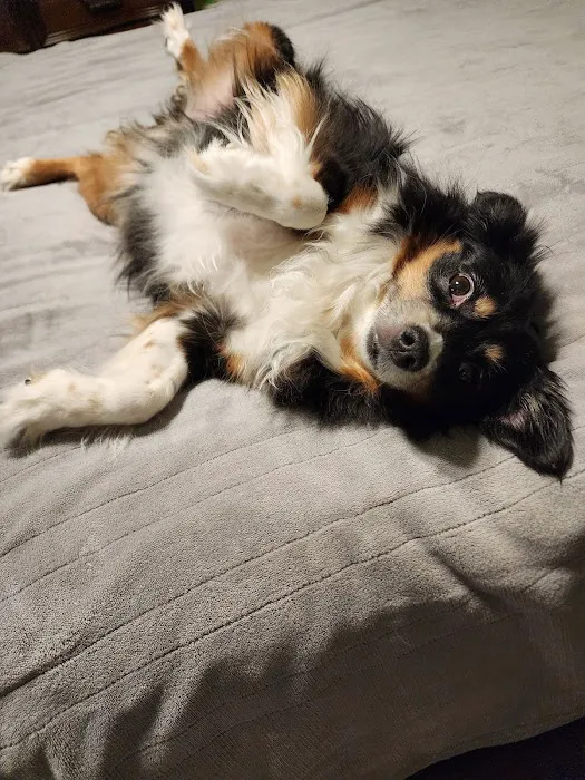 Banfield Pet Hospital Picture 8