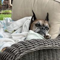 SAHO Owasso Animal Hospital ico