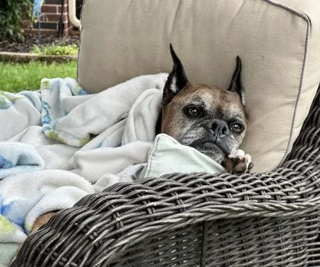 SAHO Owasso Animal Hospital