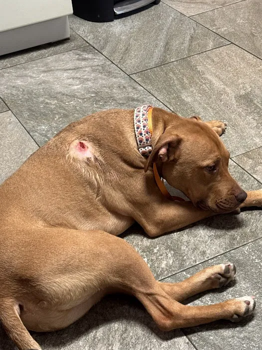 SAHO Owasso Animal Hospital Picture 6