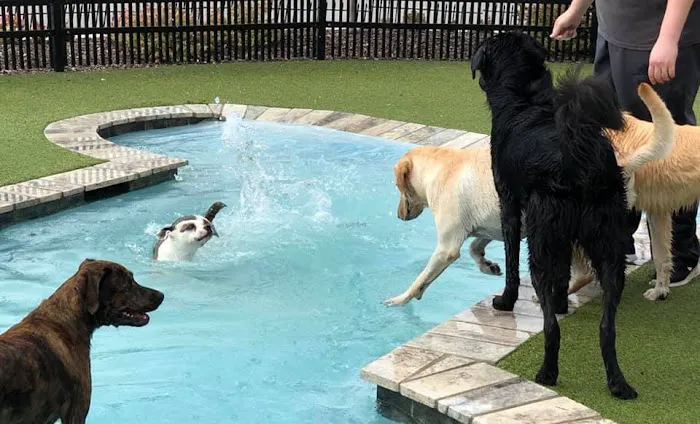 SAHO Owasso Animal Hospital Picture 9