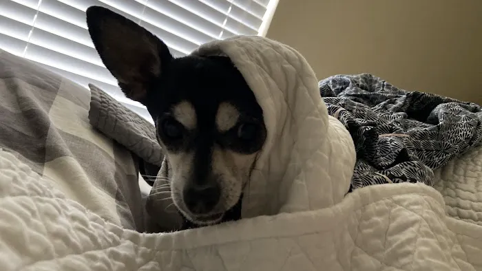 VCA Owasso Animal Medical Center Picture 3