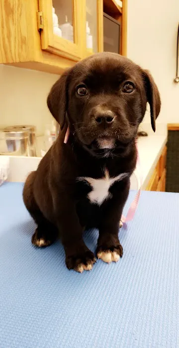 VCA Owasso Animal Medical Center Picture 1