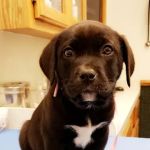 VCA Owasso Animal Medical Center