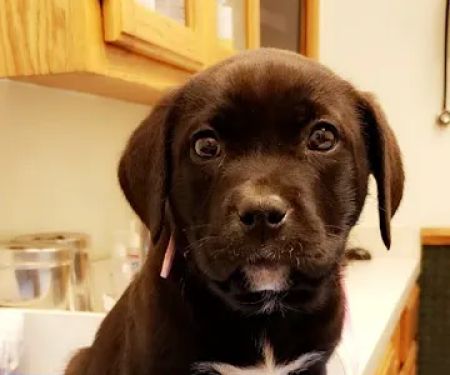 VCA Owasso Animal Medical Center