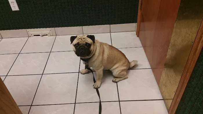 VCA Owasso Animal Medical Center Picture 5