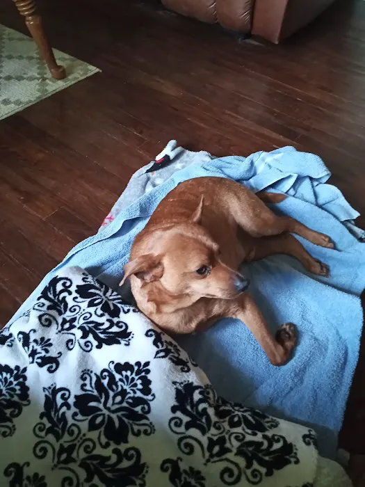 Ator Heights Animal Hospital Picture 5