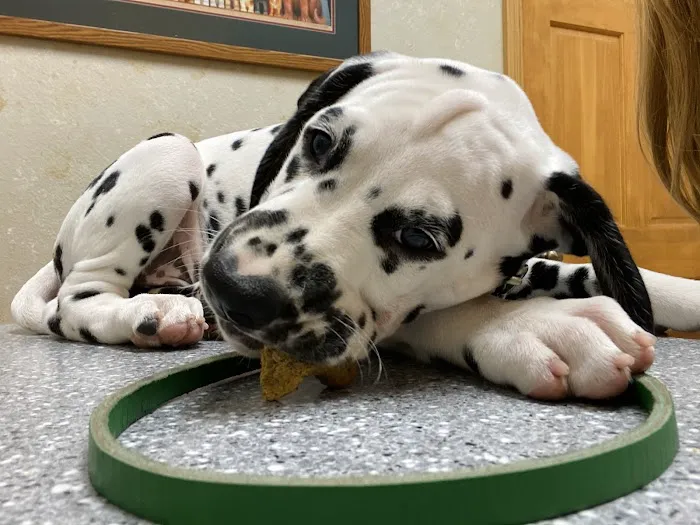 Catoosa Small Animal Hospital Picture 1