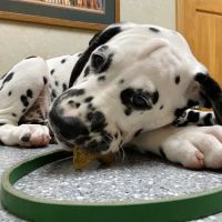 Catoosa Small Animal Hospital ico