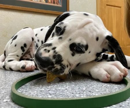 Catoosa Small Animal Hospital