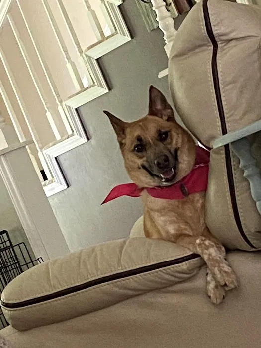 Catoosa Small Animal Hospital Picture 10