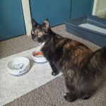 Animal Medical Center