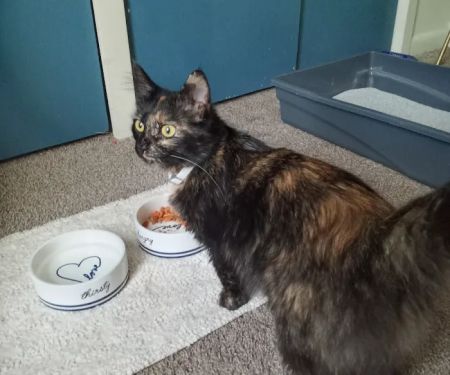 Animal Medical Center