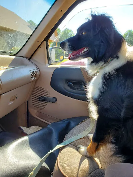 Companion Animal Clinic of Bartlesville Picture 1