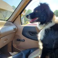 Companion Animal Clinic of Bartlesville ico