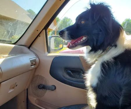 Companion Animal Clinic of Bartlesville