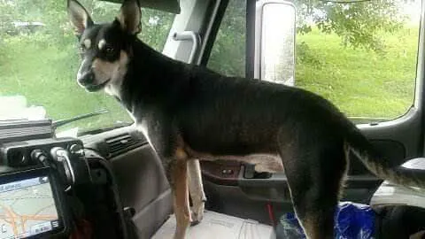 Companion Animal Clinic of Bartlesville Picture 2