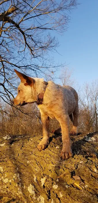 Companion Animal Clinic of Bartlesville Picture 3