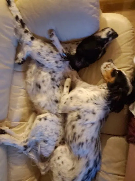 Companion Animal Clinic of Bartlesville Picture 5