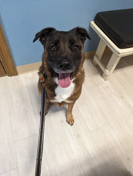 Companion Animal Clinic of Bartlesville Picture 4