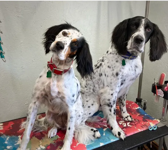 Companion Animal Clinic of Bartlesville Picture 6