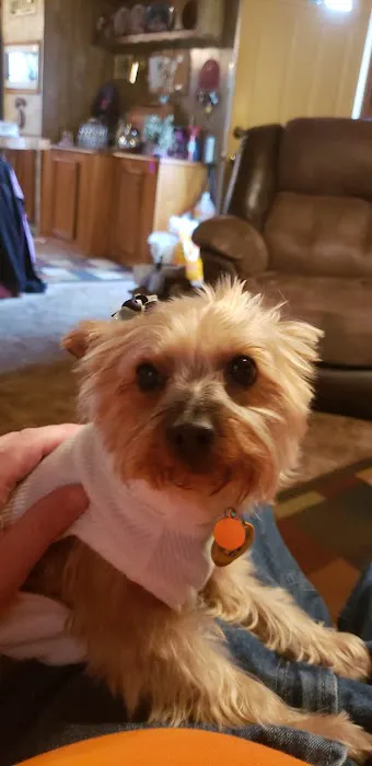 Companion Animal Clinic of Bartlesville Picture 7