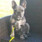 Eastside Animal Hospital