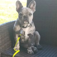 Eastside Animal Hospital ico