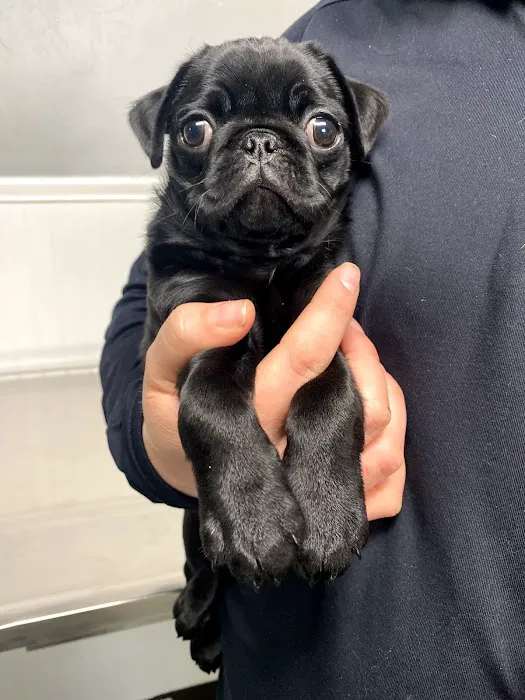 Eastside Animal Hospital Picture 4