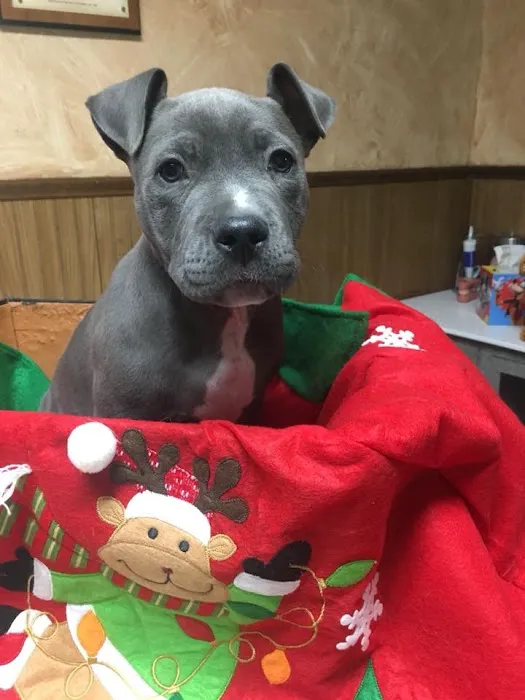 Eastside Animal Hospital Picture 2