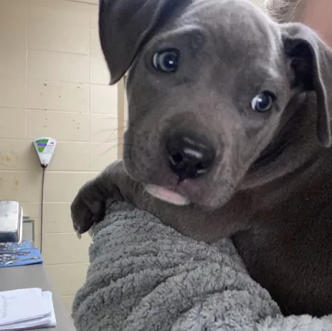 Eastside Animal Hospital Picture 8