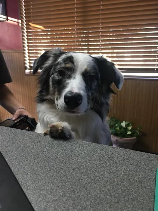 Eastside Animal Hospital Picture 6