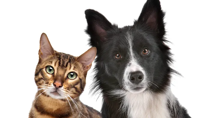 Eastside Animal Hospital Picture 9