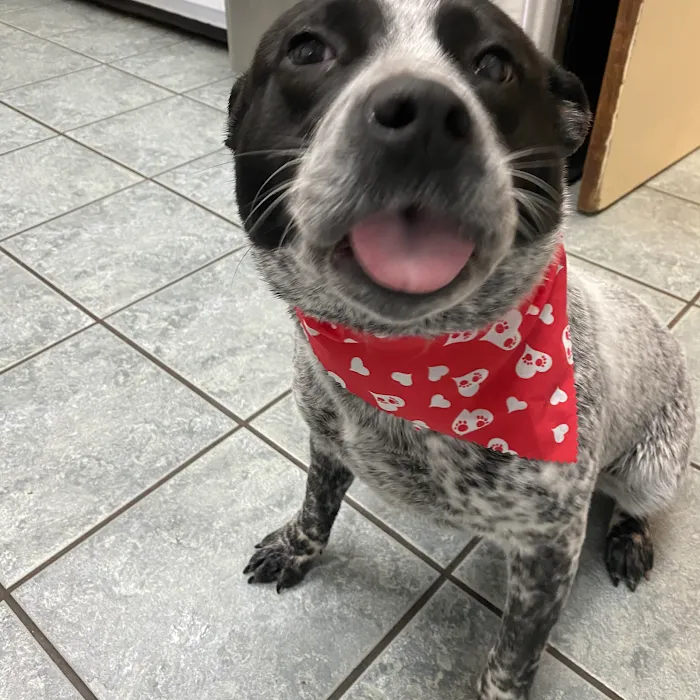 Eastside Animal Hospital Picture 10