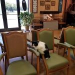 Northside Veterinary Clinic