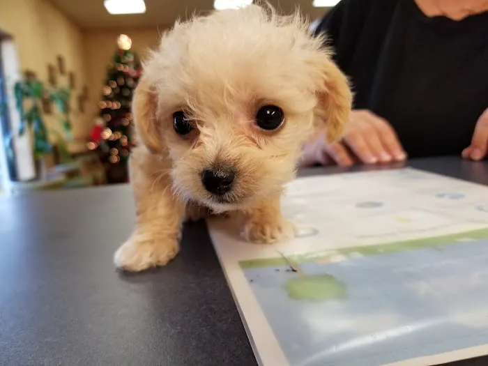 Northside Veterinary Clinic Picture 5