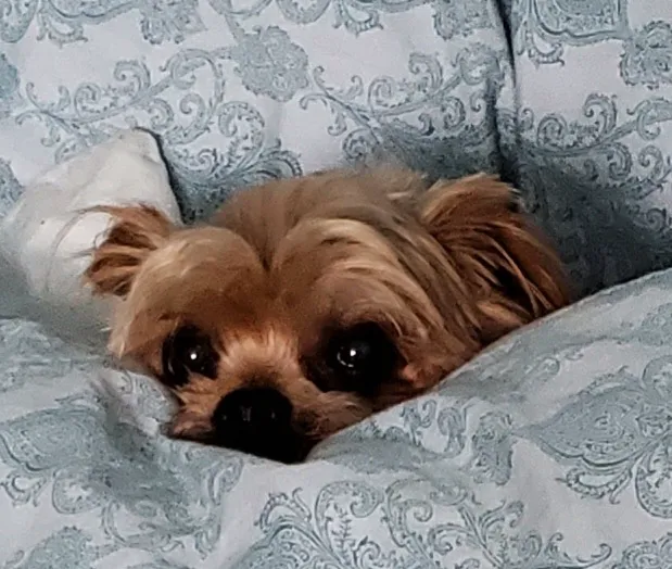 Northside Veterinary Clinic Picture 6