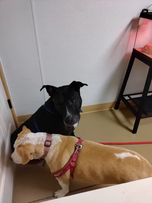 Northside Veterinary Clinic Picture 9