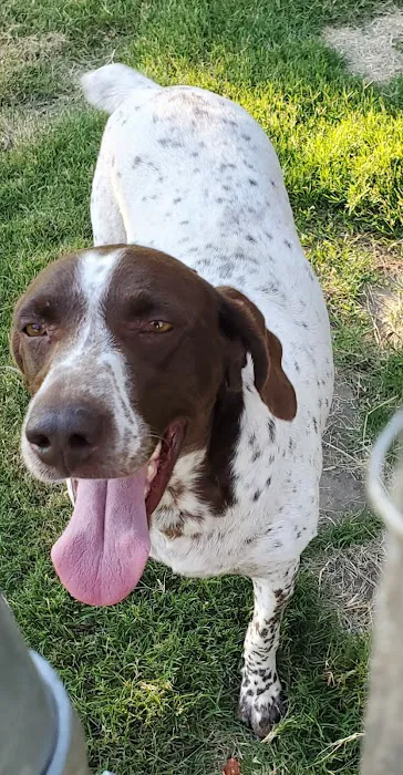 Fur Babies Picture 1