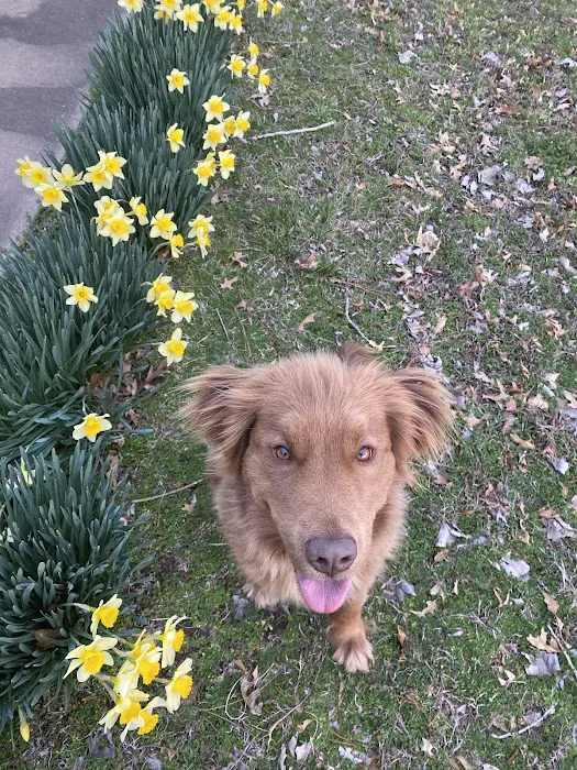 CareVet of Honor Heights Picture 1