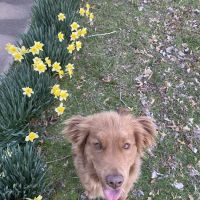 CareVet of Honor Heights ico