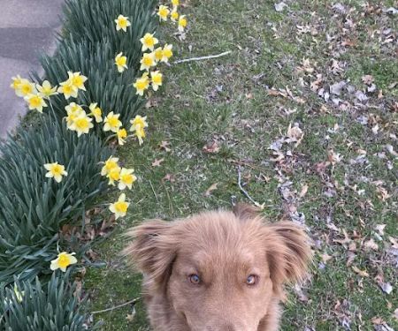 CareVet of Honor Heights