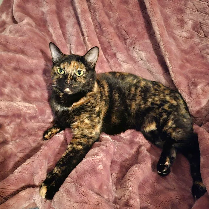 CareVet of Honor Heights Picture 3