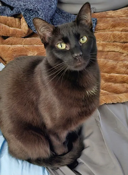 CareVet of Honor Heights Picture 5