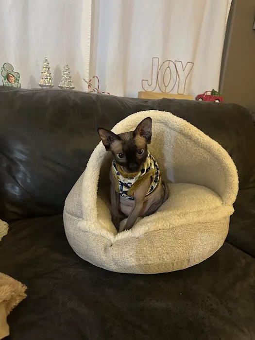 CareVet of Honor Heights Picture 4