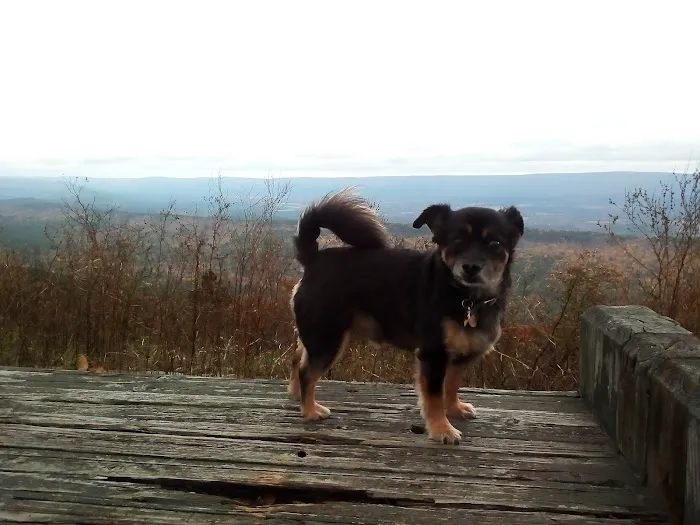 CareVet of Honor Heights Picture 2