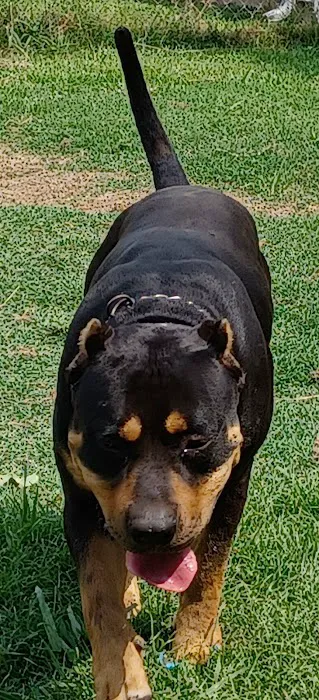 CareVet of Honor Heights Picture 6