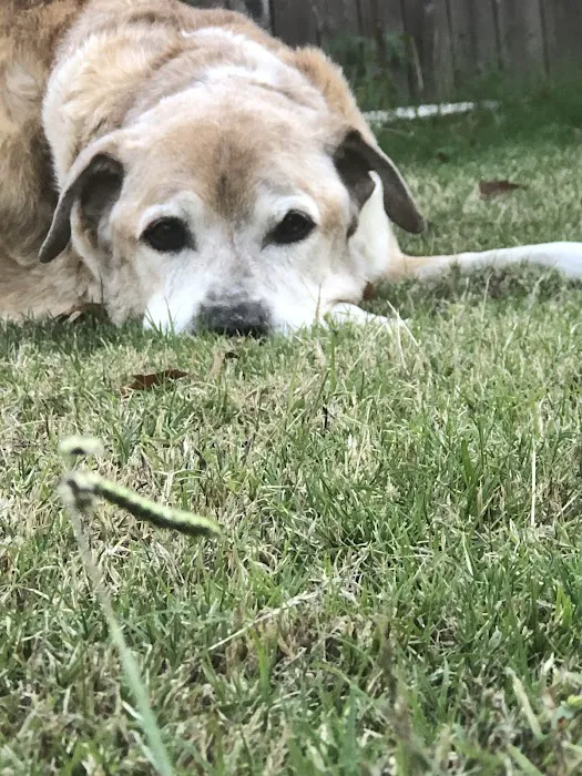 CareVet of Honor Heights Picture 7