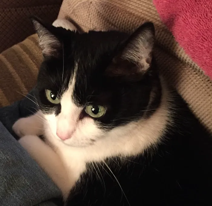 CareVet of Honor Heights Picture 10