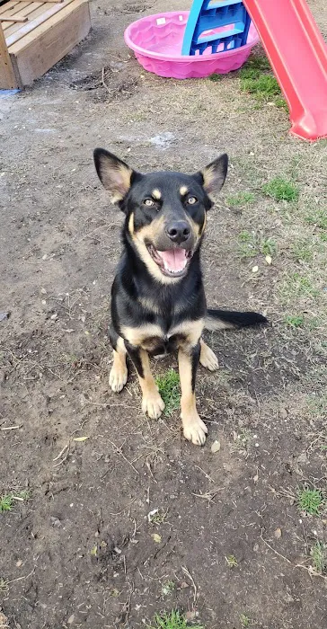 CareVet of Honor Heights Picture 9